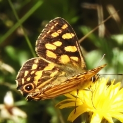 Oreixenica kershawi at Cotter River, ACT - 6 Feb 2023