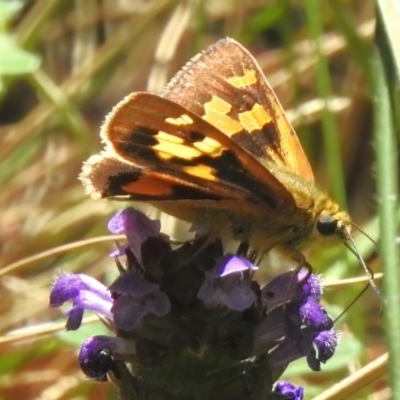 Trapezites eliena (Orange Ochre) at Cotter River, ACT - 6 Feb 2023 by JohnBundock