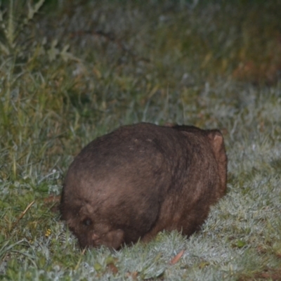 Vombatus ursinus (Common wombat, Bare-nosed Wombat) at Oakdale, NSW - 3 Jan 2023 by bufferzone