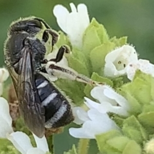 Lasioglossum (Chilalictus) sp. (genus & subgenus) at Dulwich Hill, NSW - 10 Jan 2023