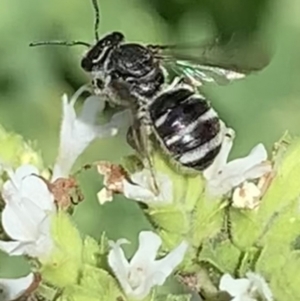 Lasioglossum (Chilalictus) sp. (genus & subgenus) at Dulwich Hill, NSW - 10 Jan 2023