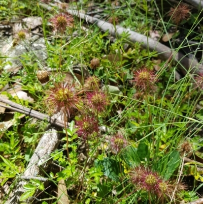 Acaena novae-zelandiae (Bidgee Widgee) at Tinderry, NSW - 6 Feb 2023 by danswell