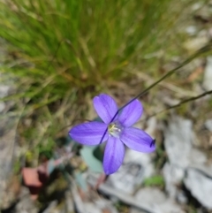 Wahlenbergia stricta subsp. stricta at Tinderry, NSW - 6 Feb 2023