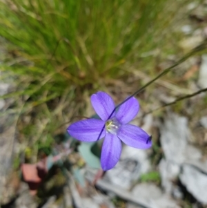 Wahlenbergia stricta subsp. stricta at Tinderry, NSW - 6 Feb 2023