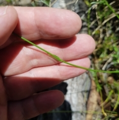 Wahlenbergia stricta subsp. stricta at Tinderry, NSW - 6 Feb 2023 02:09 PM