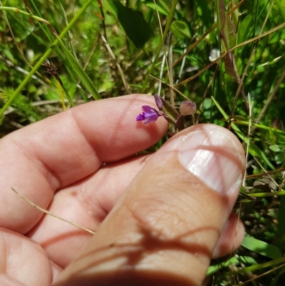 Polygala japonica (Dwarf Milkwort) at Tinderry, NSW - 6 Feb 2023 by danswell