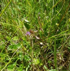 Polygala japonica at Tinderry, NSW - 6 Feb 2023 01:45 PM