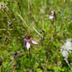 Eriochilus magenteus at Tinderry, NSW - 6 Feb 2023