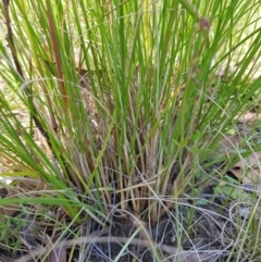 Rytidosperma sp. (Wallaby Grass) at Mt Holland - 6 Feb 2023 by danswell