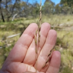 Rytidosperma sp. at Tinderry, NSW - 6 Feb 2023