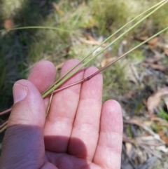 Rytidosperma sp. at Tinderry, NSW - 6 Feb 2023 01:02 PM