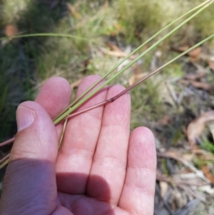 Rytidosperma sp. at Tinderry, NSW - 6 Feb 2023