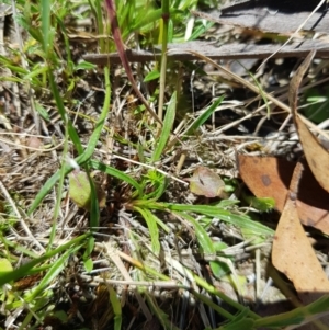 Calotis scabiosifolia var. integrifolia at Tinderry, NSW - 6 Feb 2023 12:53 PM