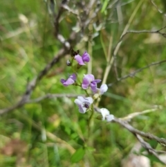 Glycine clandestina (Twining Glycine) at Tinderry, NSW - 6 Feb 2023 by danswell