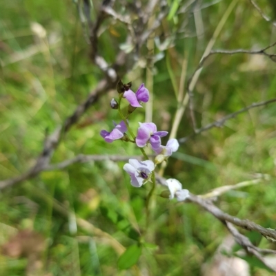 Glycine clandestina (Twining Glycine) at Mt Holland - 6 Feb 2023 by danswell