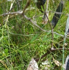 Glycine clandestina at Tinderry, NSW - 6 Feb 2023 12:49 PM