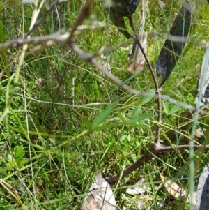 Glycine clandestina at Tinderry, NSW - 6 Feb 2023 12:49 PM