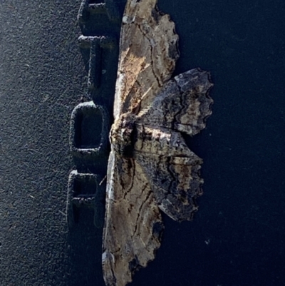 Pholodes sinistraria (Sinister or Frilled Bark Moth) at Molonglo River Reserve - 6 Feb 2023 by Steve_Bok