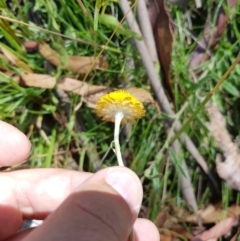 Coronidium gunnianum (Gunn's Everlasting) at Mt Holland - 6 Feb 2023 by danswell