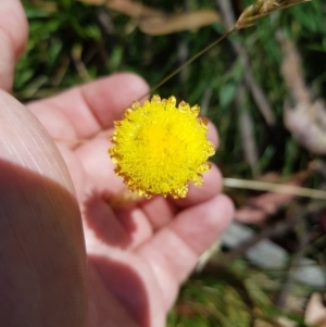 Coronidium gunnianum at Mt Holland - 6 Feb 2023 12:30 PM