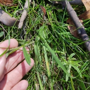 Coronidium gunnianum at Mt Holland - 6 Feb 2023 12:30 PM