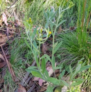 Senecio gunnii at Tinderry, NSW - 6 Feb 2023 12:28 PM