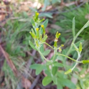 Senecio gunnii at Tinderry, NSW - 6 Feb 2023 12:28 PM