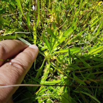 Utricularia dichotoma (Fairy Aprons, Purple Bladderwort) at Tinderry, NSW - 6 Feb 2023 by danswell