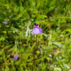 Utricularia dichotoma at Tinderry, NSW - 6 Feb 2023