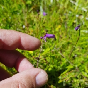 Utricularia dichotoma at Tinderry, NSW - 6 Feb 2023