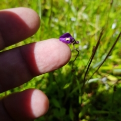 Utricularia dichotoma at Tinderry, NSW - 6 Feb 2023