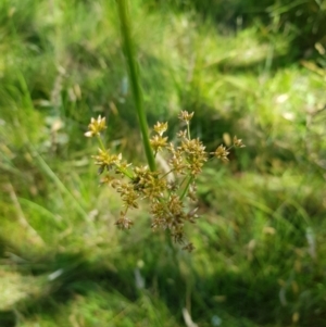 Juncus prismatocarpus at Tinderry, NSW - 6 Feb 2023 12:20 PM