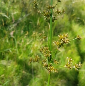 Juncus prismatocarpus at Tinderry, NSW - 6 Feb 2023 12:20 PM