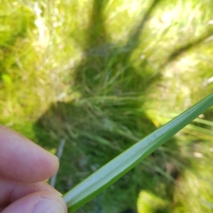 Juncus prismatocarpus at Tinderry, NSW - 6 Feb 2023