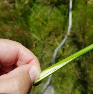 Juncus phaeanthus at Tinderry, NSW - 6 Feb 2023 12:14 PM