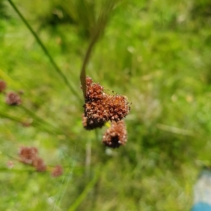 Juncus phaeanthus at Tinderry, NSW - 6 Feb 2023 12:14 PM