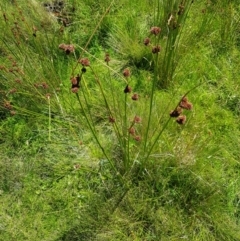 Juncus phaeanthus at Tinderry, NSW - 6 Feb 2023 12:14 PM