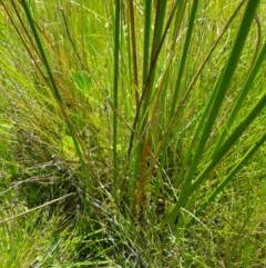 Juncus phaeanthus at Tinderry, NSW - 6 Feb 2023 12:14 PM