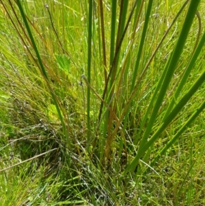 Juncus phaeanthus at Tinderry, NSW - 6 Feb 2023 12:14 PM