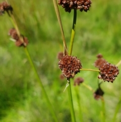 Juncus phaeanthus at Tinderry, NSW - 6 Feb 2023 12:14 PM