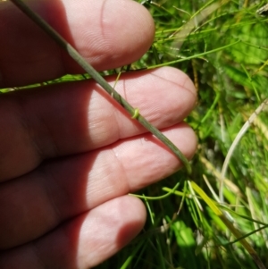 Brachyscome graminea at Tinderry, NSW - 6 Feb 2023