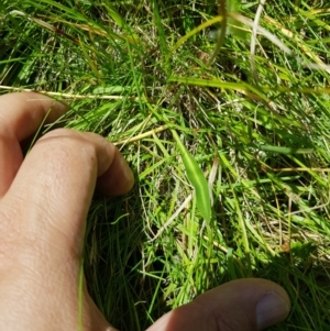 Brachyscome graminea at Tinderry, NSW - 6 Feb 2023