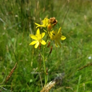 Bulbine bulbosa at Tinderry, NSW - 6 Feb 2023