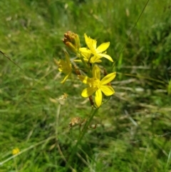 Bulbine bulbosa at Tinderry, NSW - 6 Feb 2023