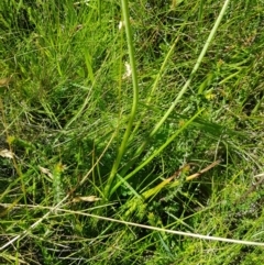 Bulbine bulbosa at Tinderry, NSW - 6 Feb 2023