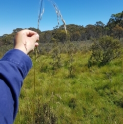 Hookerochloa hookeriana (Hooker's Fescue) at Tinderry, NSW - 6 Feb 2023 by danswell