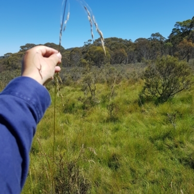 Hookerochloa hookeriana (Hooker's Fescue) at Mt Holland - 6 Feb 2023 by danswell