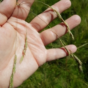 Hookerochloa hookeriana at Tinderry, NSW - 6 Feb 2023