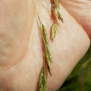 Hookerochloa hookeriana at Tinderry, NSW - 6 Feb 2023