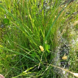 Hookerochloa hookeriana at Tinderry, NSW - 6 Feb 2023